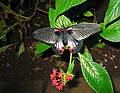 Nov. 22, 2008 - The Butterfly Place, Westford, Massachusetts.