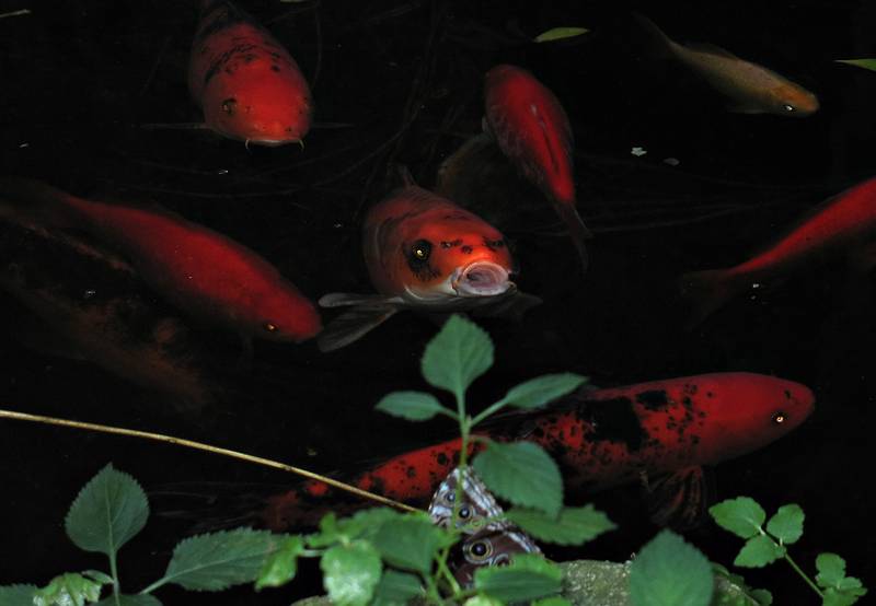 Nov. 22, 2008 - The Butterfly Place, Westford, Massachusetts.