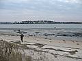 Nov. 24, 2008 - Sandy Point State Reservation, Plum Island, Massachusetts.<br />Clamming at low tide on the Plum Island Sound side.<br />John G. heading for one of the clammers for a chat.