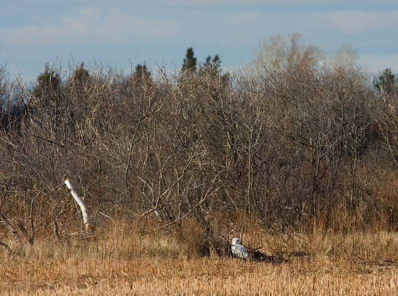 Nov. 29, 2008 - Sandy Point State Reservation, Plum Island, Massachusetts.<br />Snowy owl.