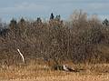 Nov. 29, 2008 - Sandy Point State Reservation, Plum Island, Massachusetts.<br />Snowy owl.