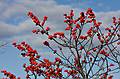 Nov. 29, 2008 - Sandy Point State Reservation, Plum Island, Massachusetts.<br />Winterberry.