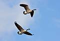 Nov. 29, 2008 - Sandy Point State Reservation, Plum Island, Massachusetts.<br />Canada geese.