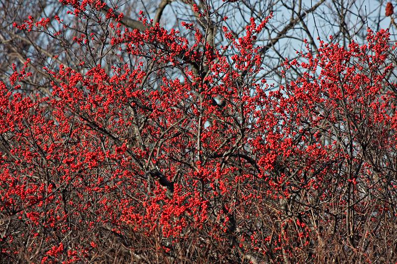 Nov. 29, 2008 - Sandy Point State Reservation, Plum Island, Massachusetts.<br />Winterberry.