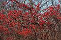 Nov. 29, 2008 - Sandy Point State Reservation, Plum Island, Massachusetts.<br />Winterberry.