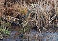 Nov. 29, 2008 - Parker River National Wildlife Refuge, Plum Island, Massachusetts.<br />American Bittern.