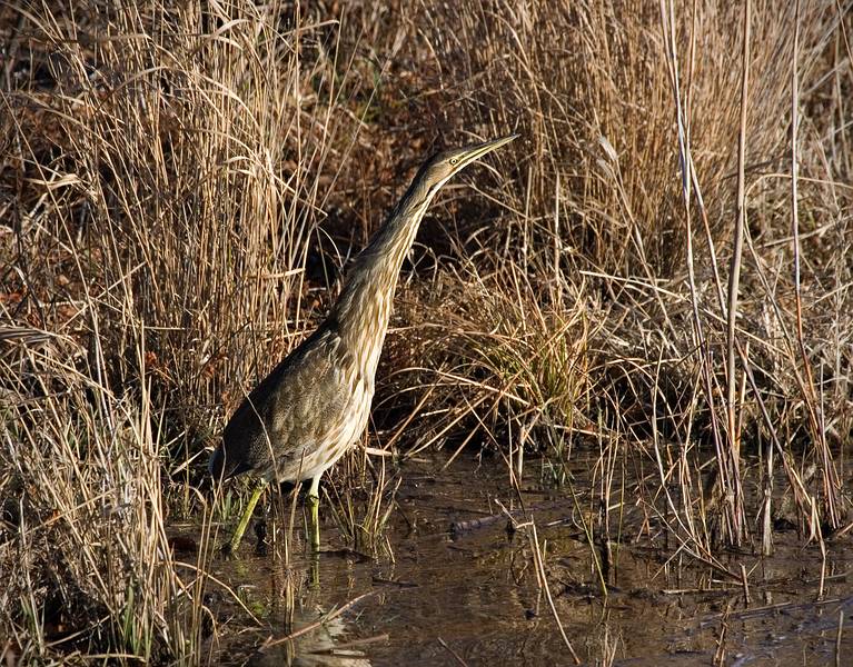 Dec. 3, 2008 - Parker River National Wildlife Refuge, Plum Island, Massachusetts.<br />American Bittern.