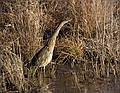 Dec. 3, 2008 - Parker River National Wildlife Refuge, Plum Island, Massachusetts.<br />American Bittern.