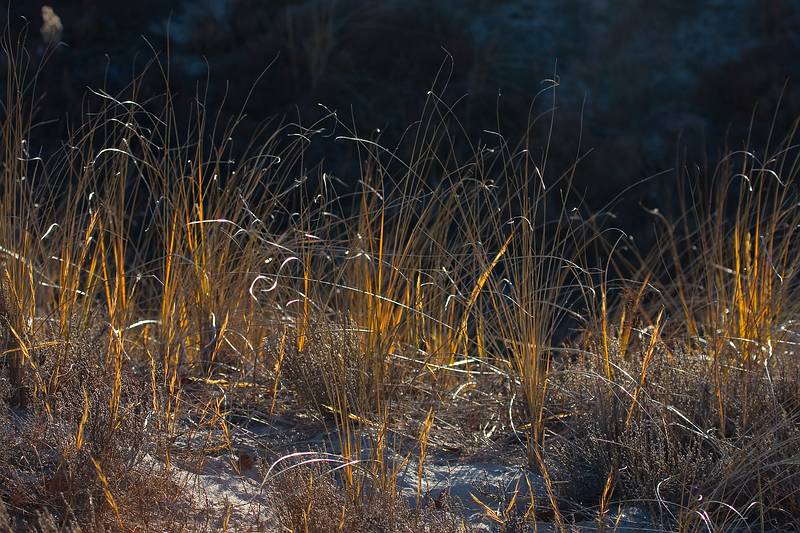 Dec. 3, 2008 - Sandy Point State Reservation, Plum Island, Massachusetts.
