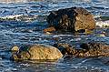 Dec. 3, 2008 - Sandy Point State Reservation, Plum Island, Massachusetts.