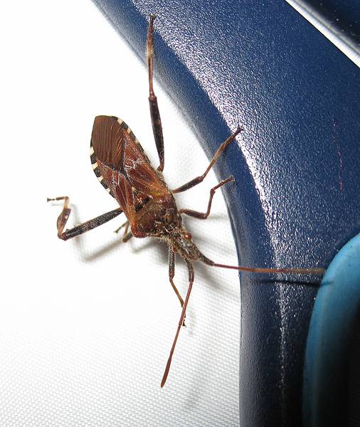 Dec. 11, 2008 - Merrimac, Massachusetts.<br />Western Conifer Seed Bug.<br />In the winter, we see many of these in the house.