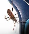 Dec. 11, 2008 - Merrimac, Massachusetts.<br />Western Conifer Seed Bug.<br />In the winter, we see many of these in the house.