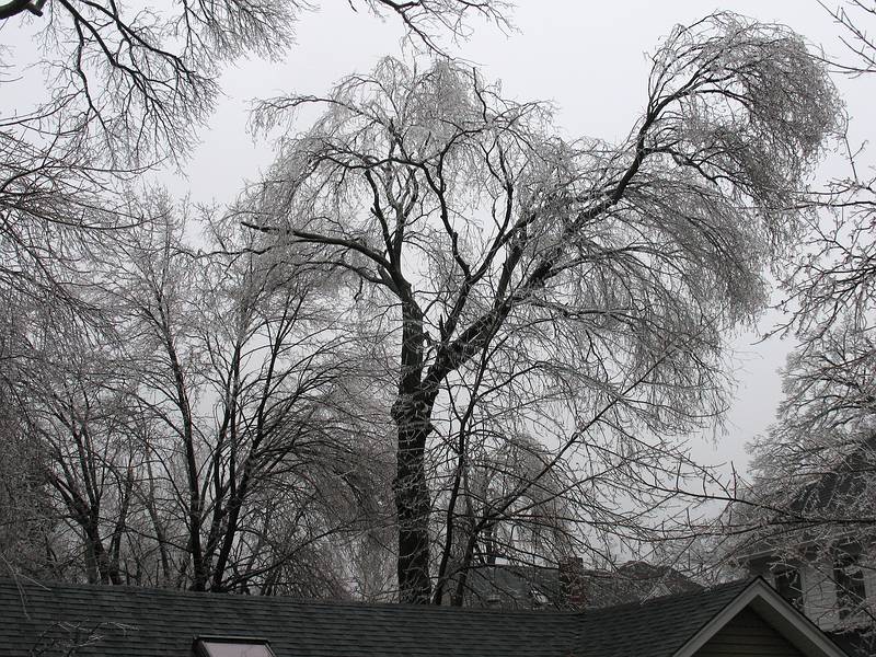 Dec. 12, 2008 - Merrimac, Massachusetts.<br />The aftermath of the ice storm of the previous night.<br />We lost power for only 11 hours. Some for 11 days.