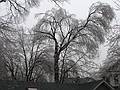Dec. 12, 2008 - Merrimac, Massachusetts.<br />The aftermath of the ice storm of the previous night.<br />We lost power for only 11 hours. Some for 11 days.