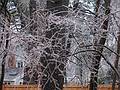 Dec. 12, 2008 - Merrimac, Massachusetts.<br />The aftermath of the ice storm of the previous night.<br />We lost power for only 11 hours. Some for 11 days.
