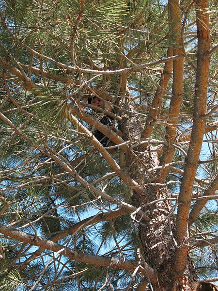 Sept. 5, 2008 - Day before Melody's and Sati's wedding at Mono Hot Springs, California.<br />A new experience for Gujn: climbing trees. There are very few of them in Iceland.