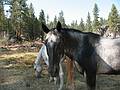 Sept. 5, 2008 - Day before Melody's and Sati's wedding at Mono Hot Springs, California.<br />Friendly horses in the field to be used for the wedding during the rehearsal.