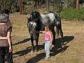 Sept. 5, 2008 - Day before Melody's and Sati's wedding at Mono Hot Springs, California.<br />This horse and Miranda seemed to have an attraction for each other.