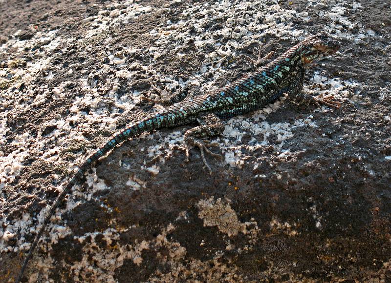 Sept. 7, 2008 - The day after the wedding, Mono Hot Springs, California.<br />A lizard at Doris Lake.