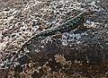 Sept. 7, 2008 - The day after the wedding, Mono Hot Springs, California.<br />A lizard at Doris Lake.