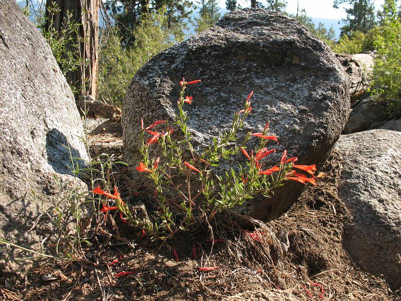 Sept. 7, 2008 - The day after the wedding, Mono Hot Springs, California.<br />Pineneedle beardtongue (Penstemon pinifolius)?