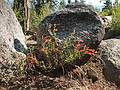 Sept. 7, 2008 - The day after the wedding, Mono Hot Springs, California.<br />Pineneedle beardtongue (Penstemon pinifolius)?