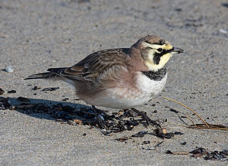Jan. 30, 2009 - Sandy Point State Reservation, Plum Island, Massachusetts.<br />Horned Lark.