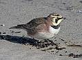 Jan. 30, 2009 - Sandy Point State Reservation, Plum Island, Massachusetts.<br />Horned Lark.