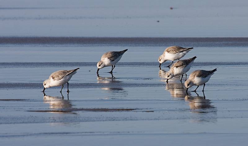 Feb. 6, 2009 - Parker River National Wildlife Refuge, Plum Island, Massachusetts.<br />Sanderlings.