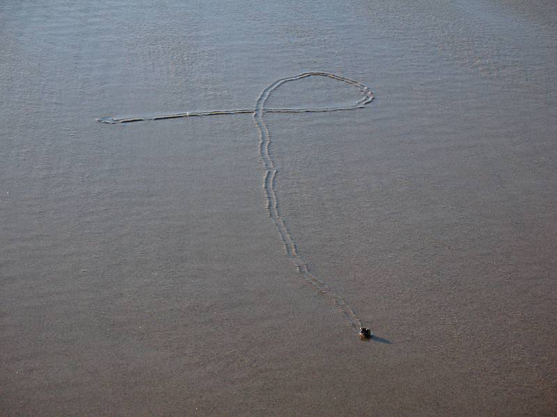 Feb. 6, 2009 - Parker River National Wildlife Refuge, Plum Island, Massachusetts.<br />One snail's path to the sea.