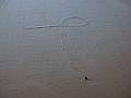 Feb. 6, 2009 - Parker River National Wildlife Refuge, Plum Island, Massachusetts.<br />One snail's path to the sea.