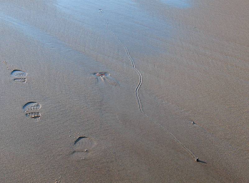 Feb. 6, 2009 - Parker River National Wildlife Refuge, Plum Island, Massachusetts.<br />And another's.