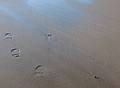 Feb. 6, 2009 - Parker River National Wildlife Refuge, Plum Island, Massachusetts.<br />And another's.