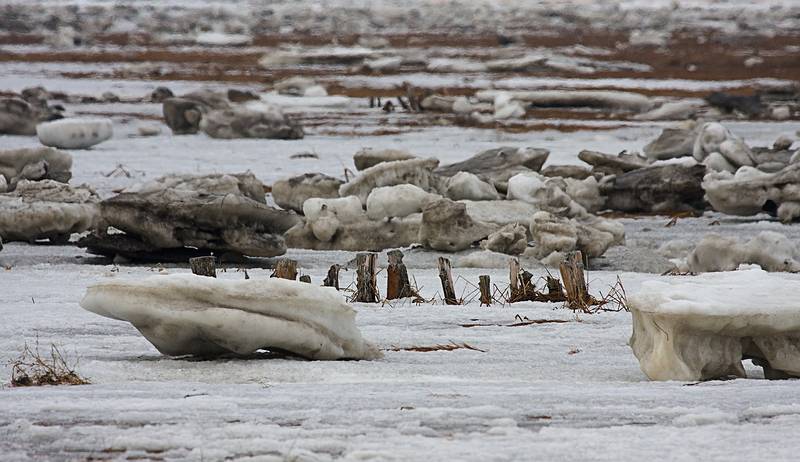 Feb. 11, 2009 - Parker River National Wildlife Refuge, Plum Island, Massachusetts.<br />Stadles and ice.