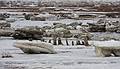 Feb. 11, 2009 - Parker River National Wildlife Refuge, Plum Island, Massachusetts.<br />Stadles and ice.