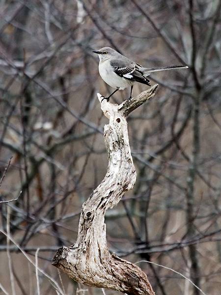 Feb. 11, 2009 - Parker River National Wildlife Refuge, Plum Island, Massachusetts.<br />Mockingbird.