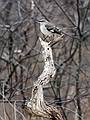 Feb. 11, 2009 - Parker River National Wildlife Refuge, Plum Island, Massachusetts.<br />Mockingbird.