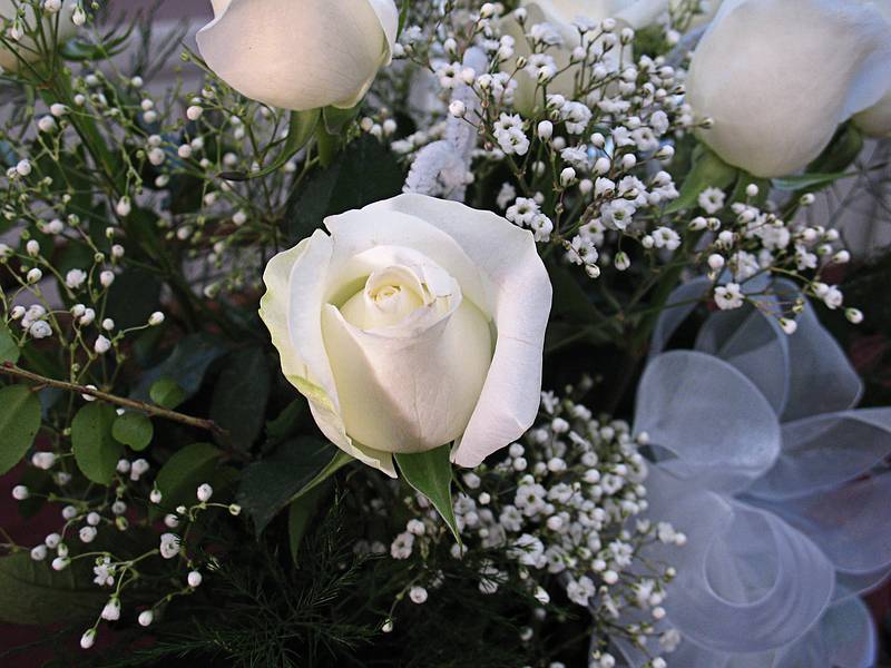 Feb. 14, 2009 - Merrimac, Massachusetts.<br />Valentine's Day roses for Joyce.