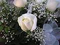 Feb. 14, 2009 - Merrimac, Massachusetts.<br />Valentine's Day roses for Joyce.