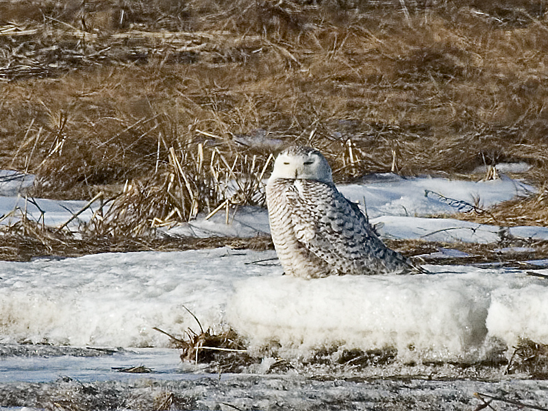 Feb. 16, 2009 - Parker River National Wildlife Refuge, Plum Island, Massachusetts.<br />Snowy Owl.