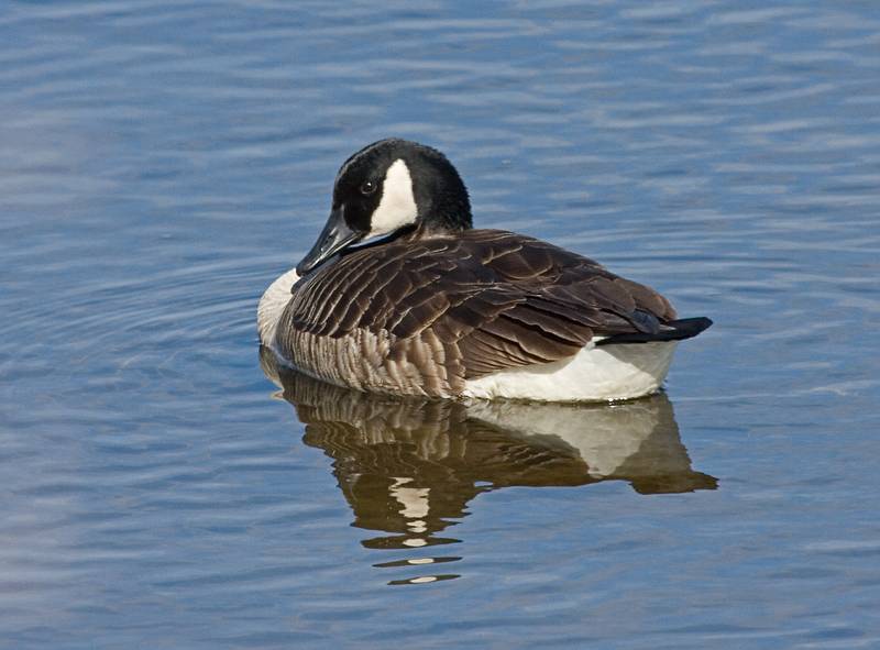 Feb. 16, 2009 - Along the Merrimack River in Newburyport, Massachusetts.<br />Canada goose.
