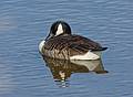 Feb. 16, 2009 - Along the Merrimack River in Newburyport, Massachusetts.<br />Canada goose.