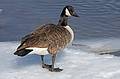 Feb. 16, 2009 - Along the Merrimack River in Newburyport, Massachusetts.<br />Canada goose.