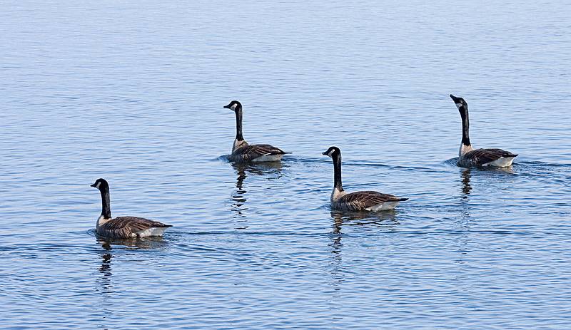 Feb. 16, 2009 - Along the Merrimack River in Newburyport, Massachusetts.<br />Canada geese.