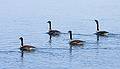 Feb. 16, 2009 - Along the Merrimack River in Newburyport, Massachusetts.<br />Canada geese.