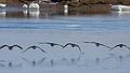 Feb. 16, 2009 - Along the Merrimack River in Newburyport, Massachusetts.<br />Canada geese.