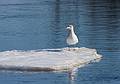 Feb. 17, 2009 - Deer Island, Amesbury, Massachusetts.<br />Seagull on ice floe.