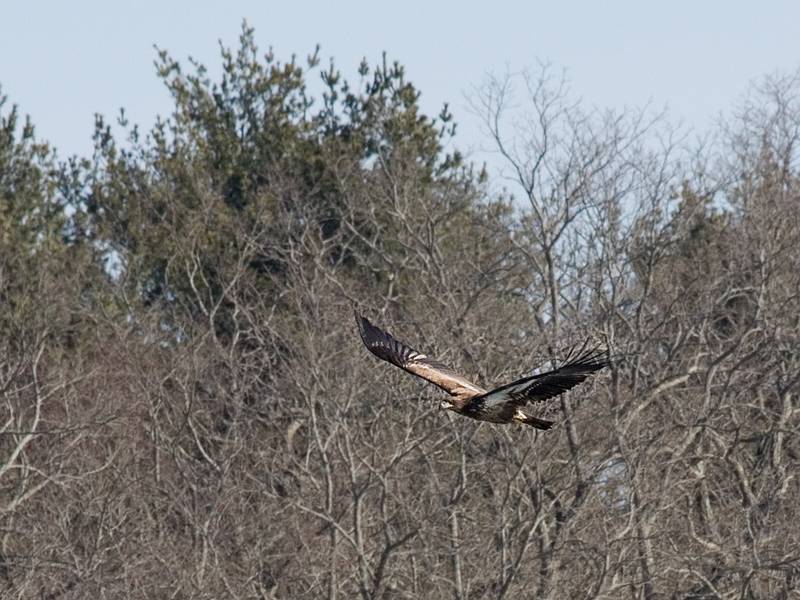 Feb. 17, 2009 - Deer Island, Amesbury, Massachusetts.<br />Juvenile bald eable.
