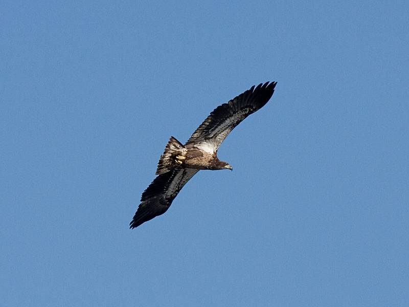 Feb. 17, 2009 - Deer Island, Amesbury, Massachusetts.<br />Juvenile bald eable.
