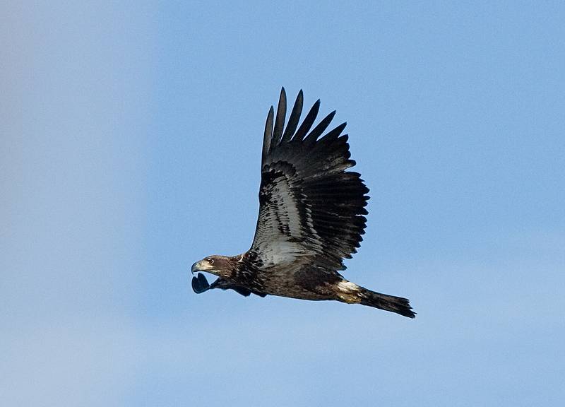Feb. 17, 2009 - Deer Island, Amesbury, Massachusetts.<br />Juvenile bald eable.